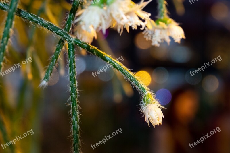 Macro Close Up Nature Plant Flora