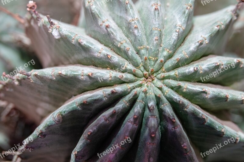 Macro Close Up Nature Plant Flora