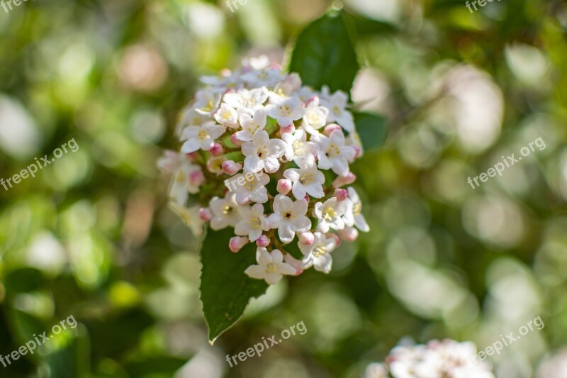 Spring Flowers Season Floral Color