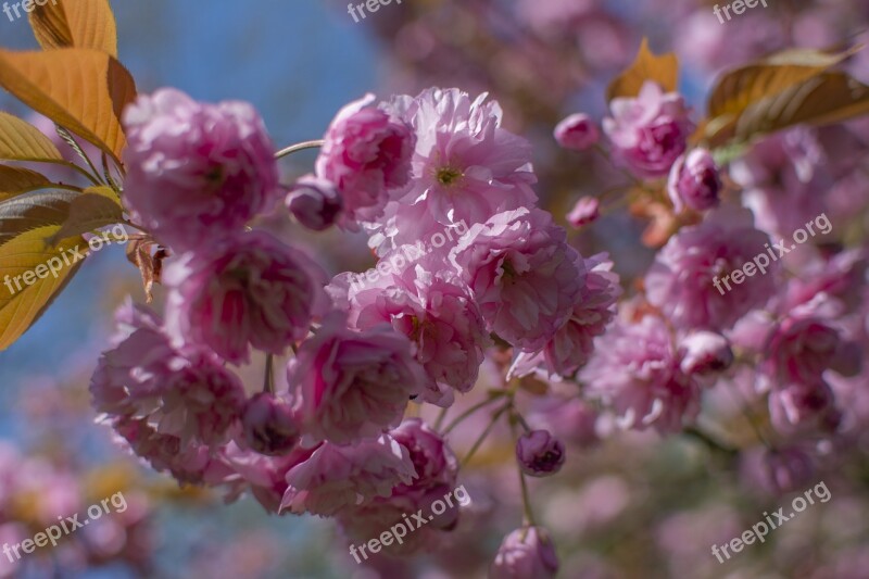 Spring Flowers Season Floral Color