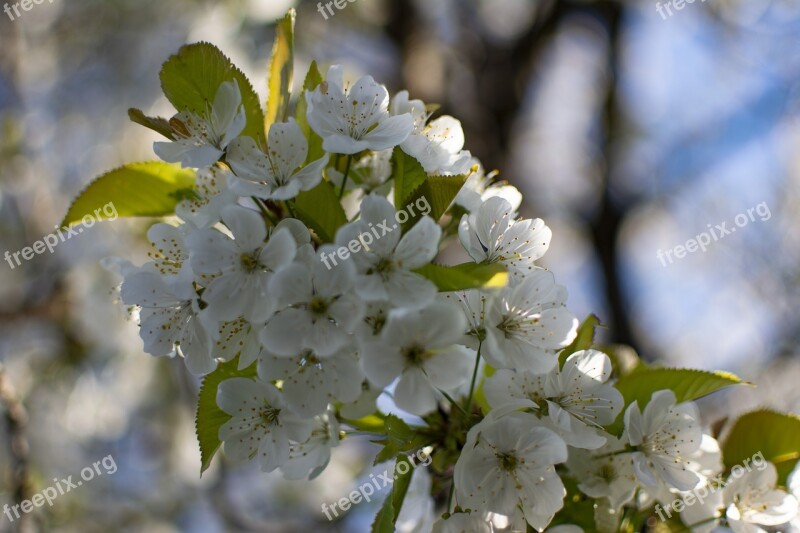 Cherry Spring Tree Branch Flowers