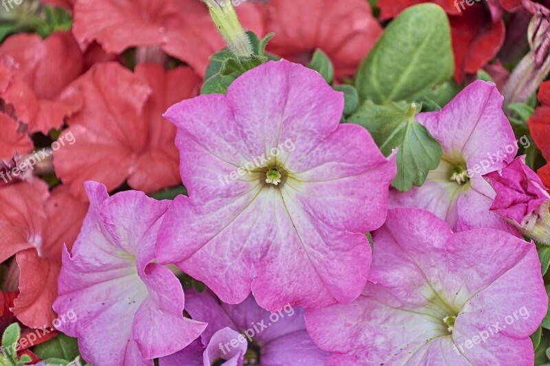 Flower Garden Plant Red Flora