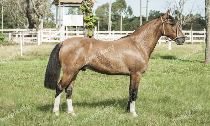 Horse Pingo Creole Rodeo Animal