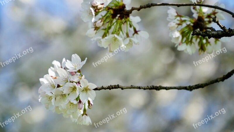 Cherry Blossom Japanese Cherry Blossom White Cherry Blossom Yoshino Cherry Spring