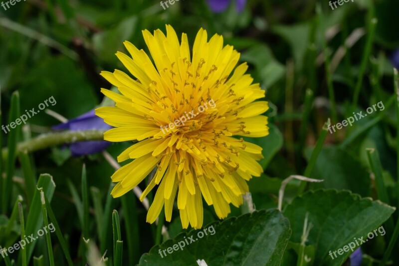 Dandelion Grass Weed Nature Spring