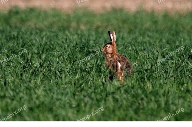 Hare Spring Easter Ears Nature