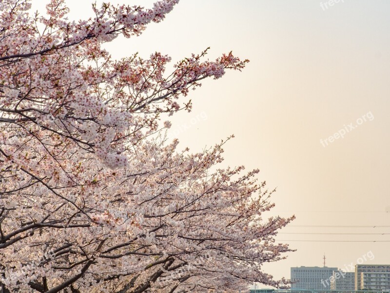 Cherry Blossoms Spring Flowers Pink Natural