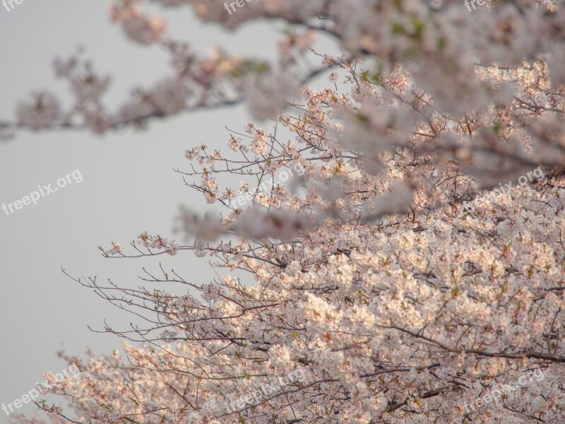 Cherry Blossoms Spring Flowers Pink Natural