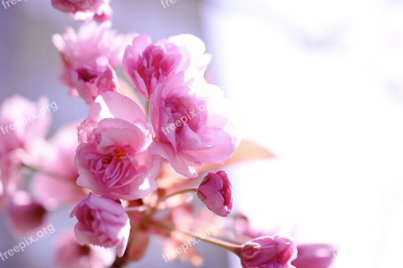 Japanese Carnation Cherry Japanese Flowering Cherry Cherry Blossom Flowers Heyday