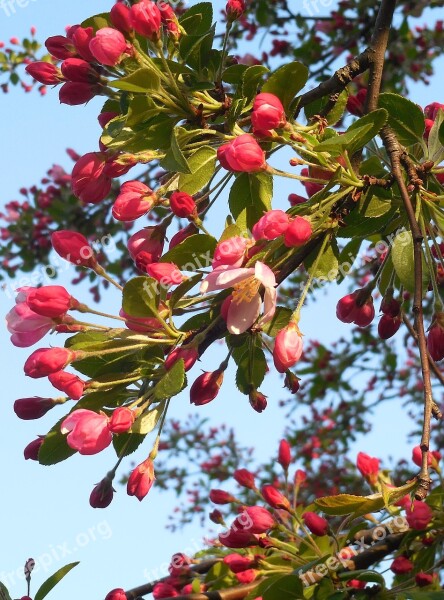 Spring Tree Buds Flowering Free Photos