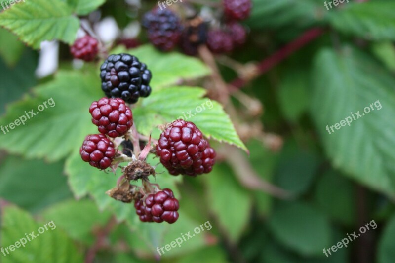 Blackberry Plans Nature Garden Plant