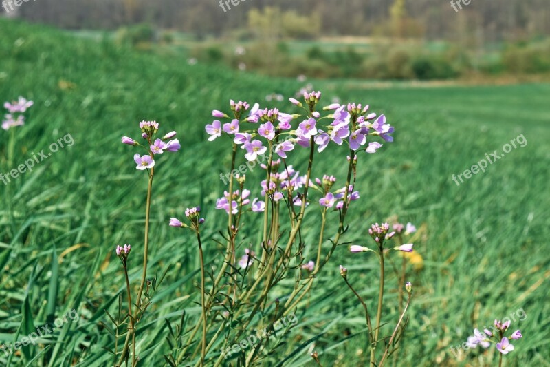 Flowers Cuckoo Flower Nature Landscape Spring