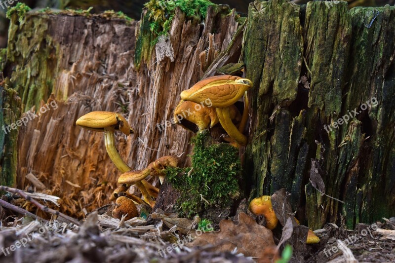 Nature Mushrooms Forest Moss Forest Floor