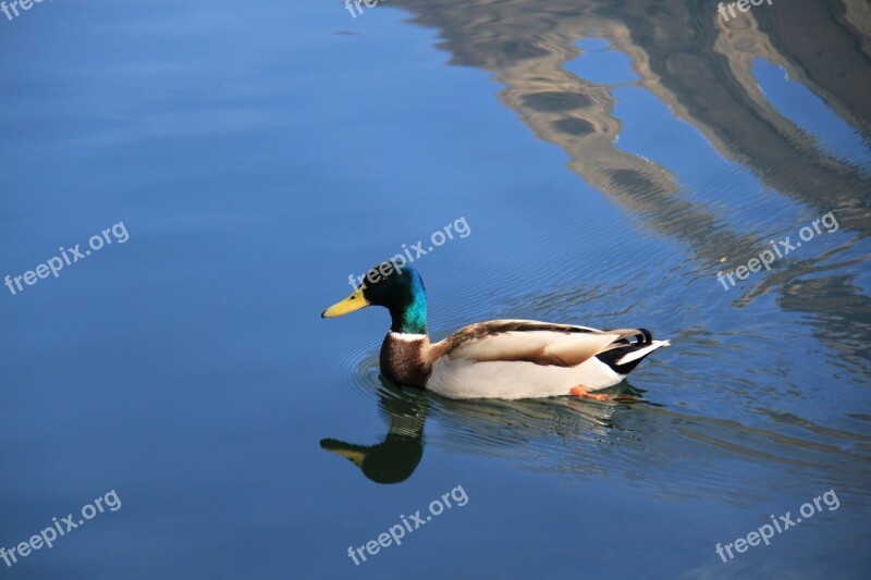 Duck Lake Carouge Savoie Bird