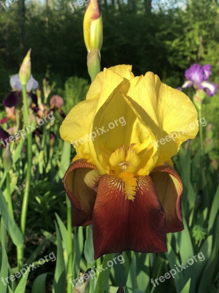 Iris Bloom Spring Flower Free Photos