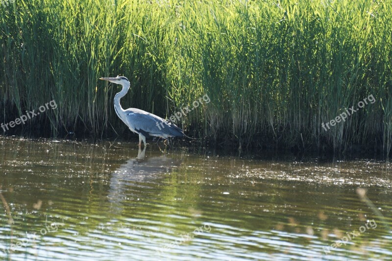 Heron Bird Animal World Eastern Water Bird