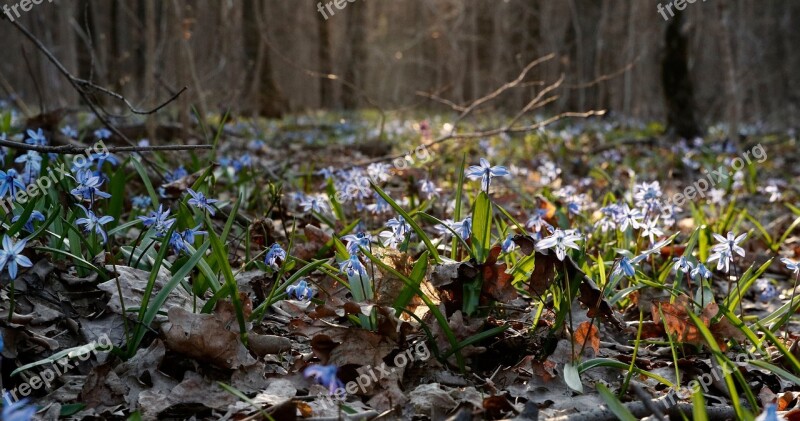 Scilla Bloom Blue Asparagus Spring