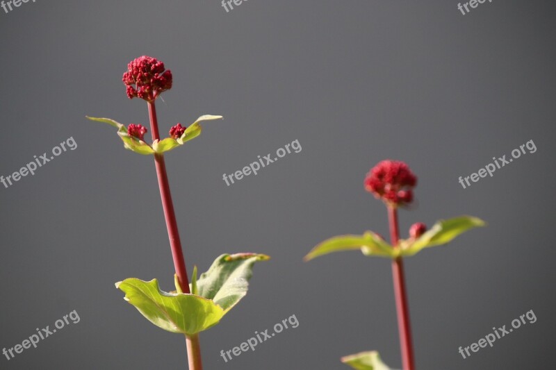 Red Flower Spring Flowers Red Garden