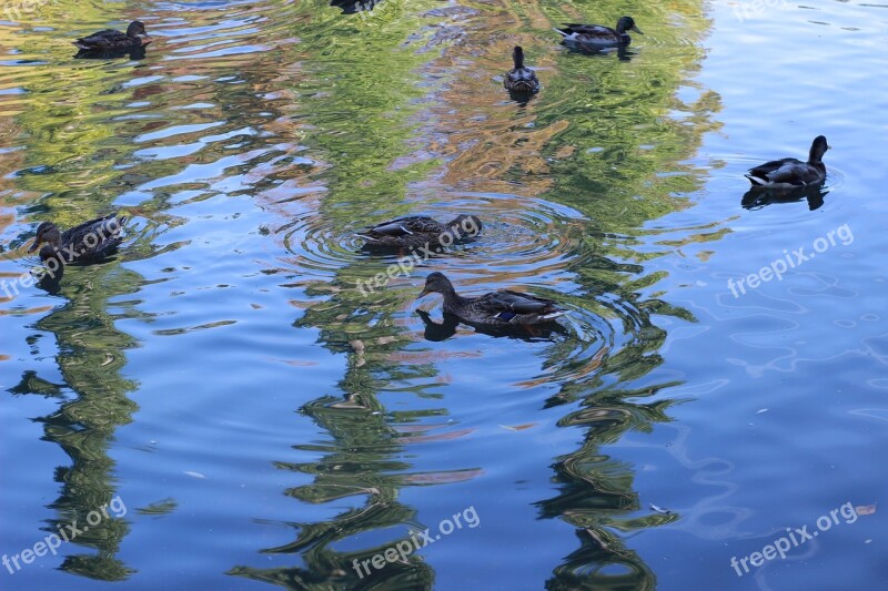 Duck Pond Park Birds Swim