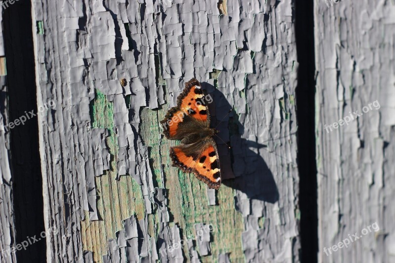 Butterfly Board Insect Landed Nature