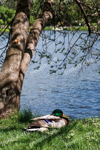 Duck Tree Beach Vertical Photo Nature