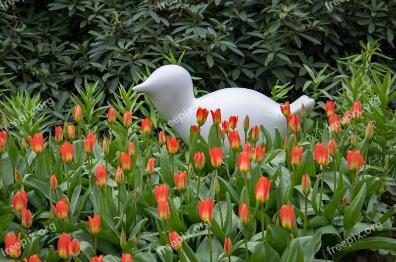 Spring Flowers Keukenhof Flowering Flora