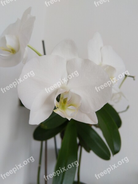 Orchids Plant Flower White Free Photos