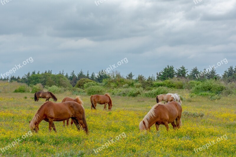 Horse Horses Nature Landscape Air