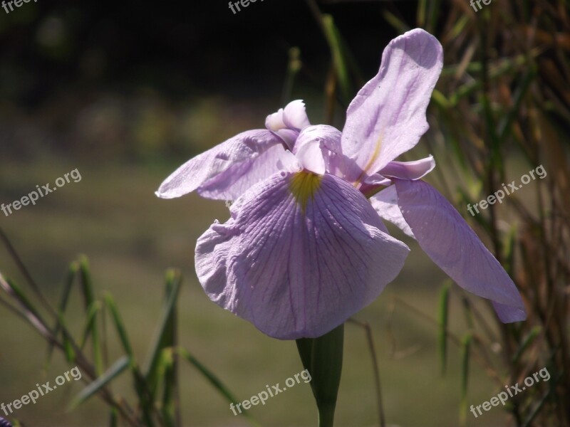 Iris Blossom Bloom Flower Nature