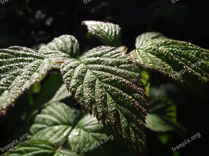 Leaf Blackberry Leaves Nature Leaves Bright