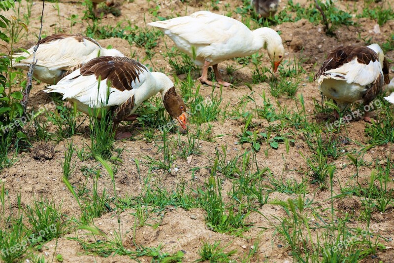 Goose Animal Nature Bird Wing