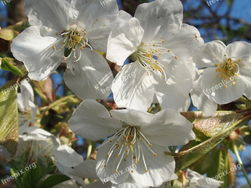 Spring Cherry Blossom White Nature Flowers