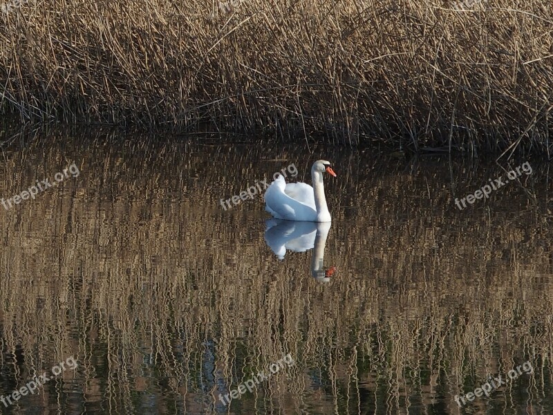 Swan Water Bird Lake White Swim