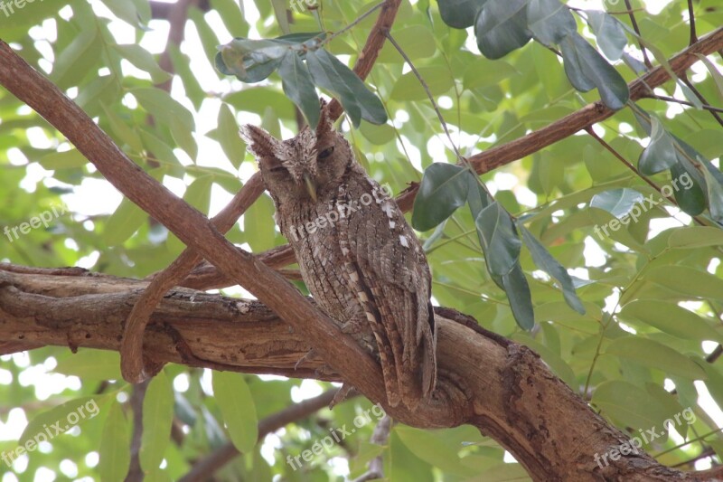 Owl Screech Bird Raptor Feathers