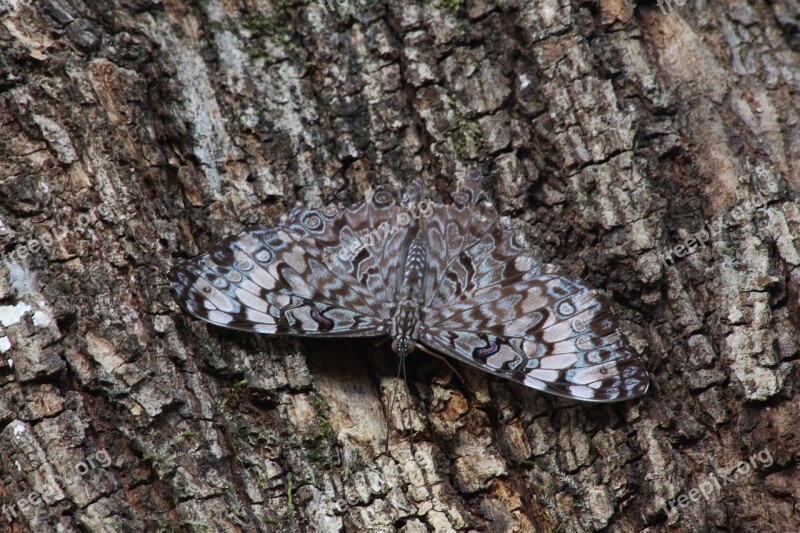 Moth Tree Insect Nature Outdoors