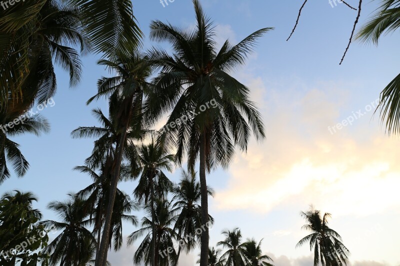 Palm Tree Beach Island Sky Tropical