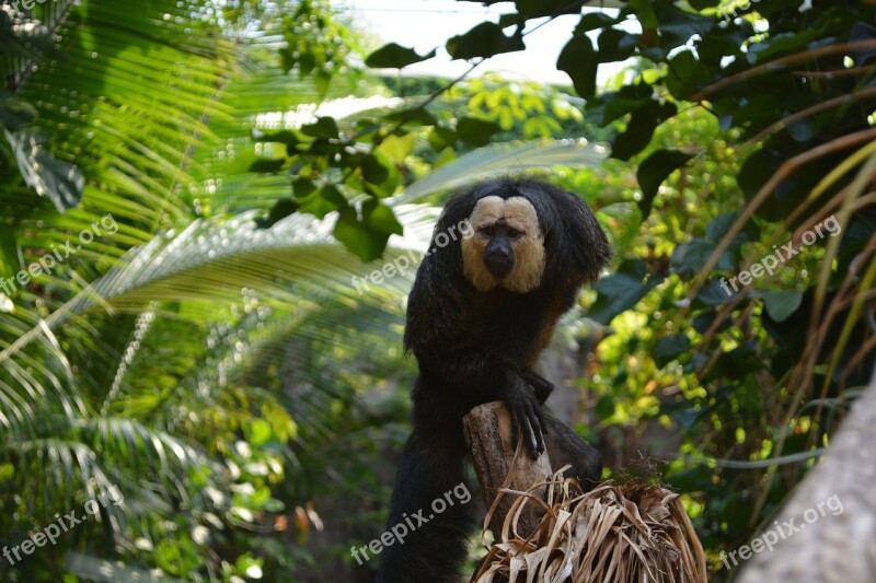 Monkey Nature Funny Climb Jungle