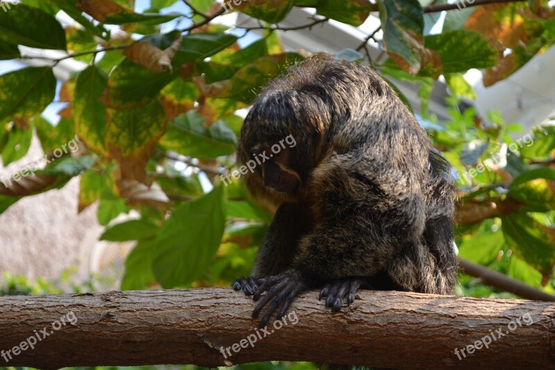 Monkey Nature Funny Climb Jungle