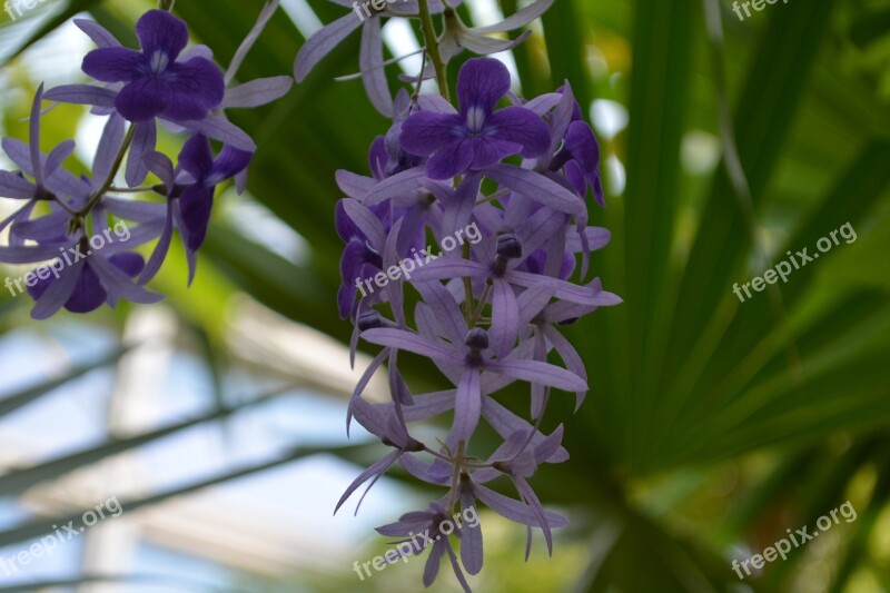 Flower Blossom Bloom Jungle Bloom