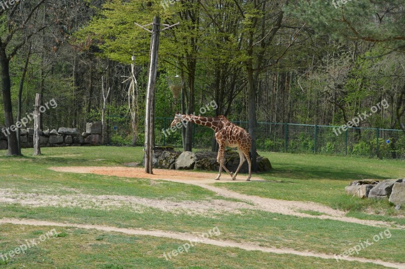 Giraffe Zoo Tiergarten Animal Creature