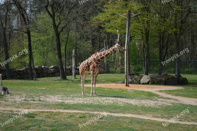 Giraffe Zoo Tiergarten Animal Creature