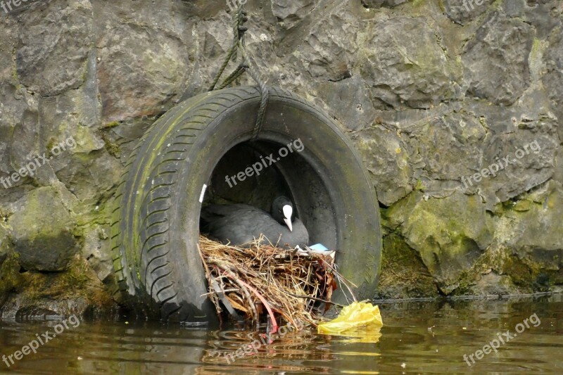 Coot Bird Waterfowl Fauna Nest