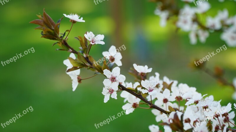 Cherry Blossom Spring Flowering Spring Flower Plant