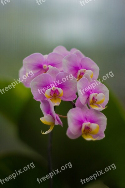 Flower Orchid Tropical Purple Botanical