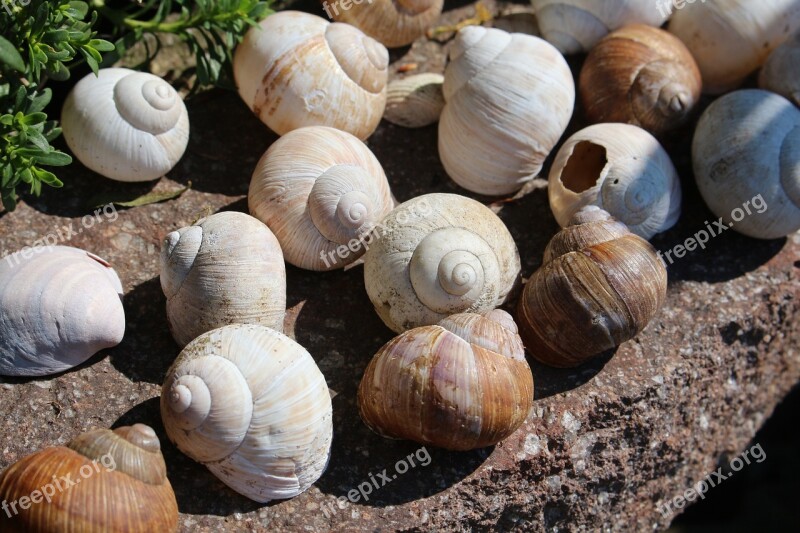 Garden Snails Summer Shell Nature