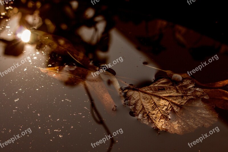 Leaf Water Wet Macro Pond