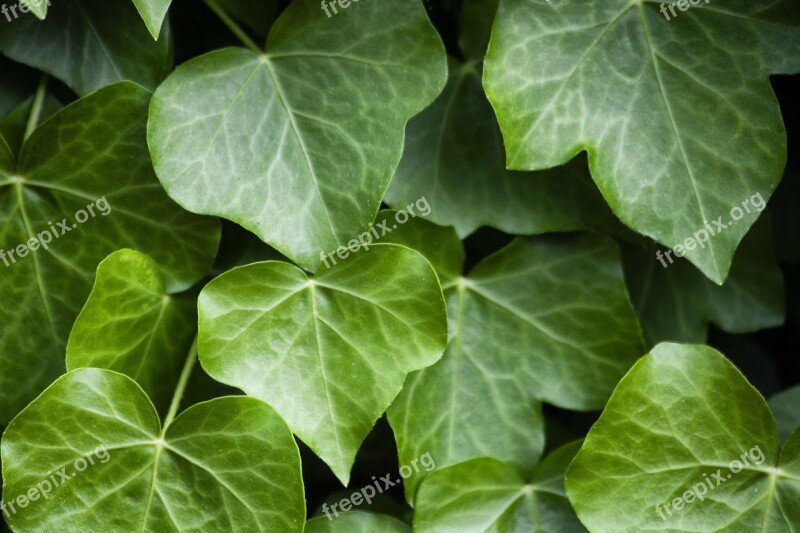 Plant Ivy Nature Leaf Wall