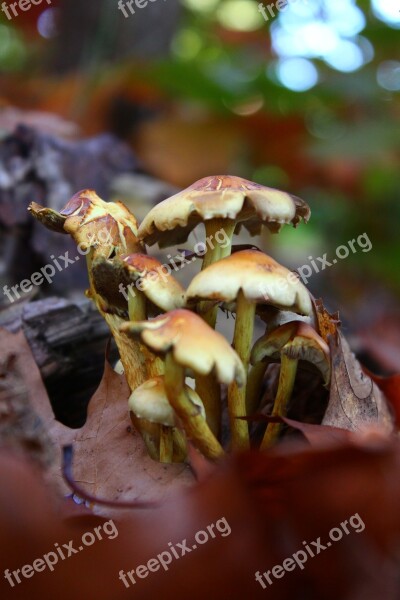 Mushrooms Tree Nature Wood Environment