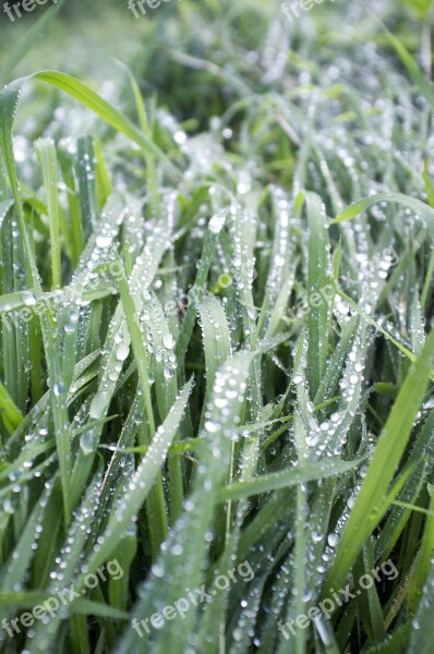 Grass Wet Nature Green Water