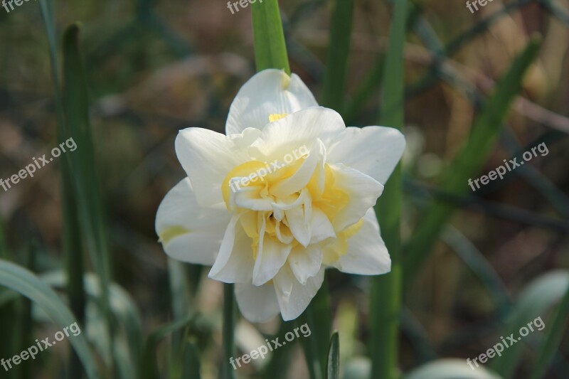 Narcissus Flowers Spring Flowering Garden